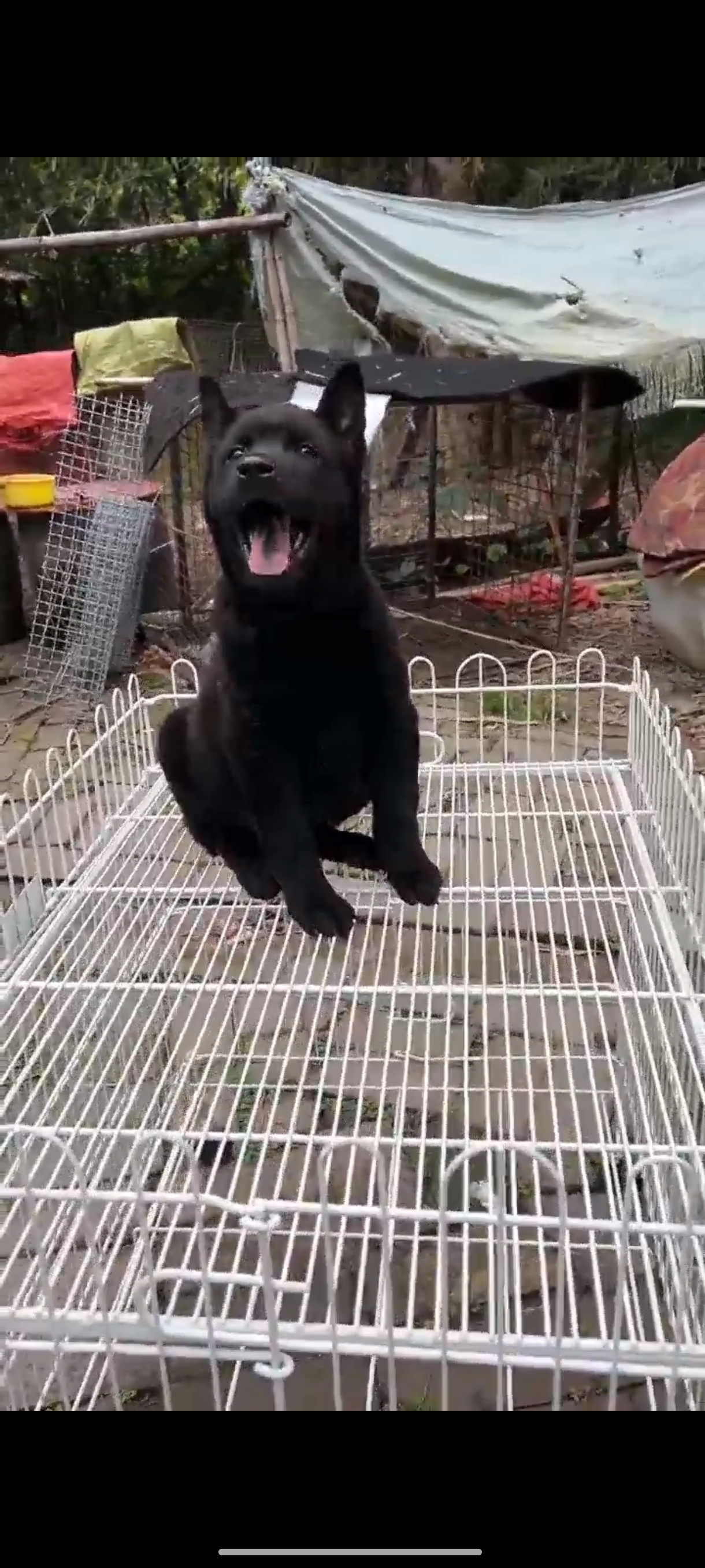 纯黑中华田园犬，忠诚护主，健康好养的本土萌宠